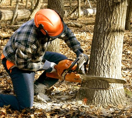 Tree Removal in Saint Agatha, ME